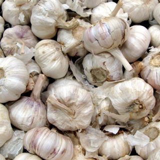 Estratto di bulbo di Aglio