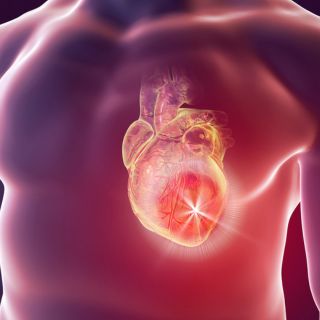 Rafforza i Tessuti Vascolari e Cardiaci